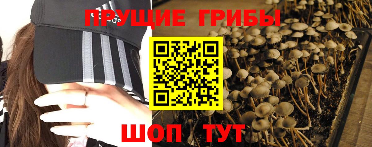 Псилоцибиновые грибы Magic Shrooms  Псилоцибиновые грибы GOLDEN TEACHER  Вход с VPN  Псков 